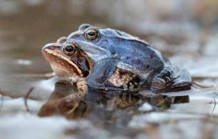 Moorfrösche bei der Paarung